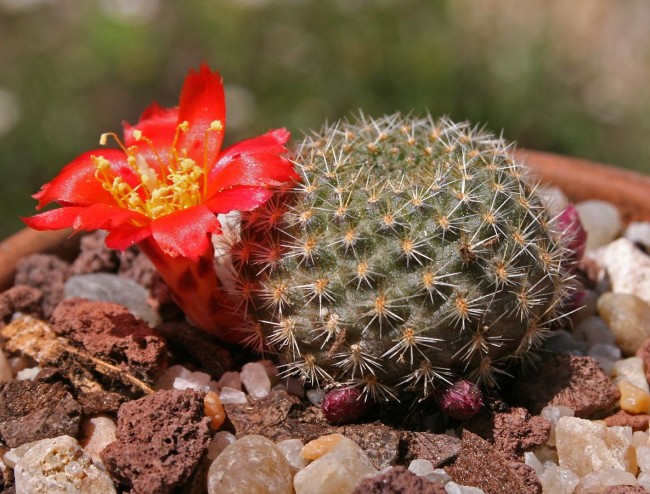 Rebutia ist winzig