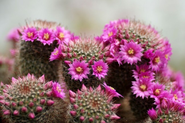 Die Aufmerksamkeit der Blumenzüchter wird durch die farbenfrohe Blüte und die Formenvielfalt der Kakteen auf sich gezogen.