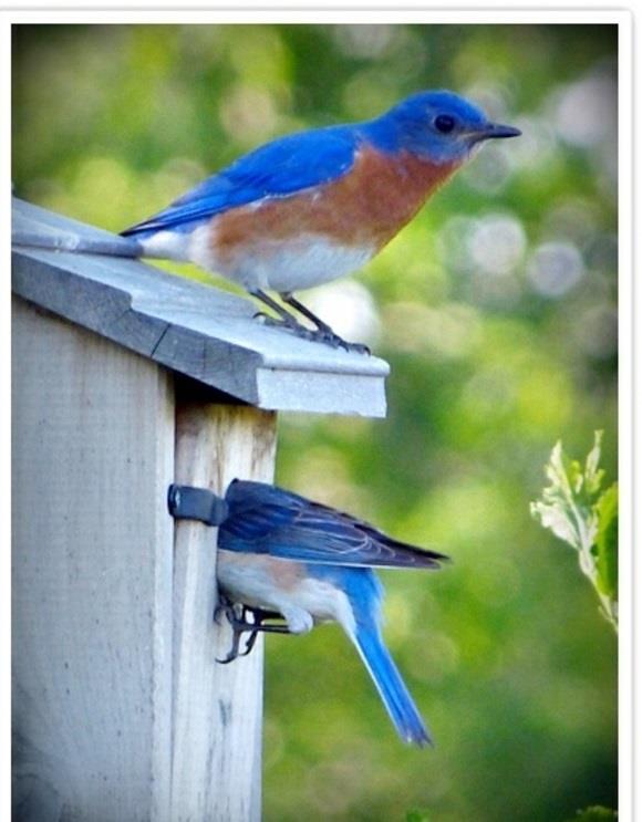 construire nichoir bois écologique oiseau bleu