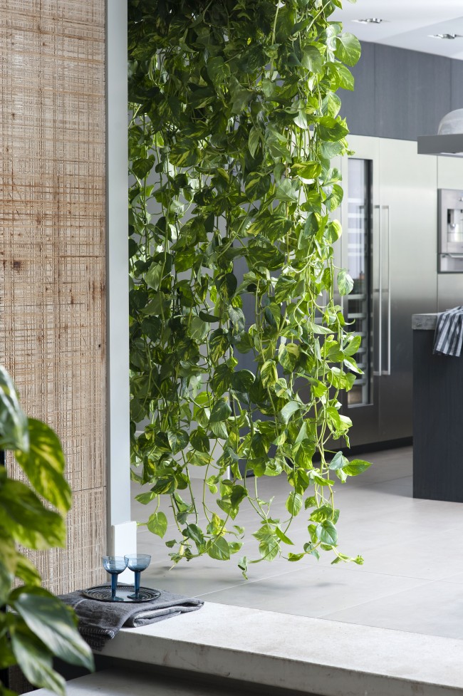 تكمل النباتات الداخلية المتسلقة تمامًا التصميم الداخلي وتزيين الجدران وإحياء الزوايا الفارغة