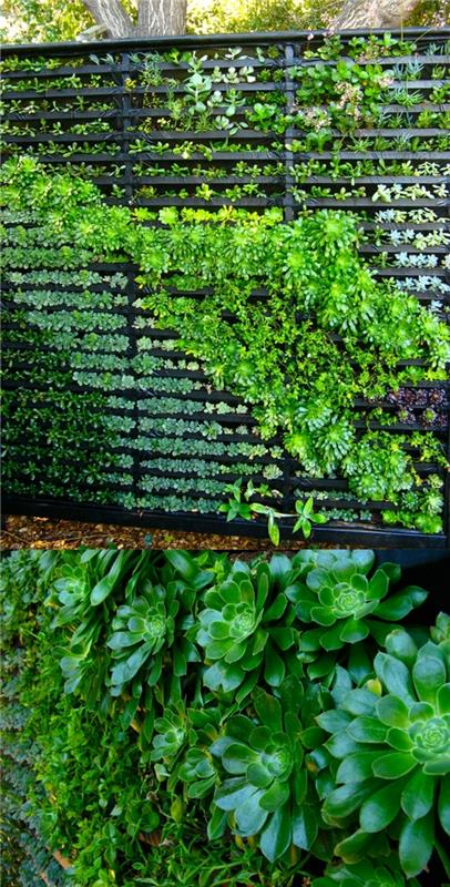 zielona ściana z ogrodzenia z sukulentami