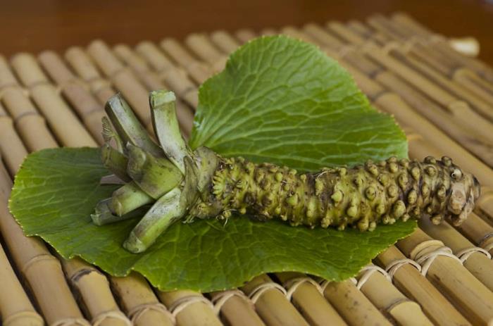 wasabi plante plats asiatiques wasabi feuille racine