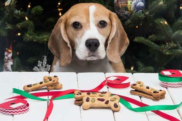 Cadeaux de Noël idées de friandises pour chiens Faites vous-même des biscuits pour chiens