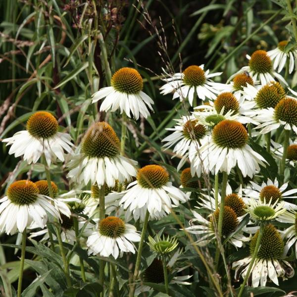 biała echinacea