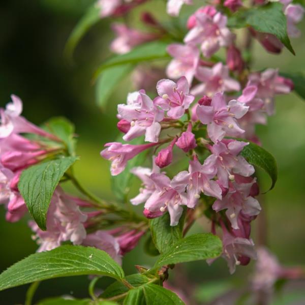 weigelia fleurs roses arbuste à croissance rapide