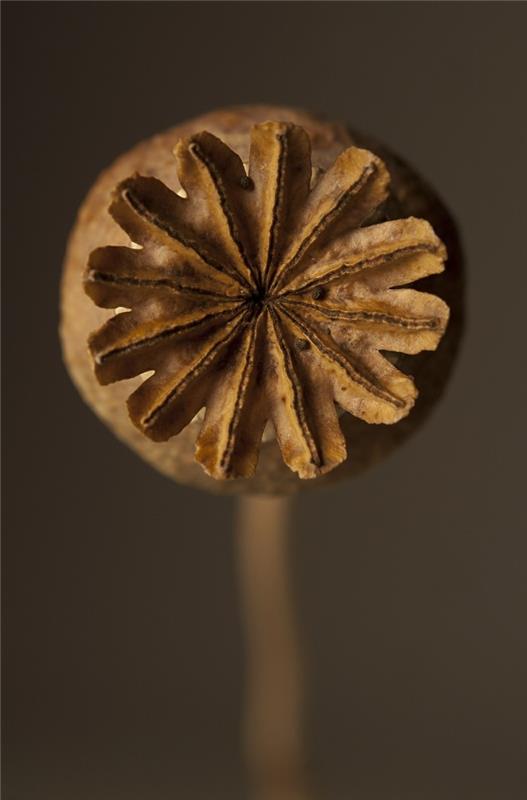 bricoler des décorations de noël avec des matériaux naturels biscuits de noël capsule de pavot