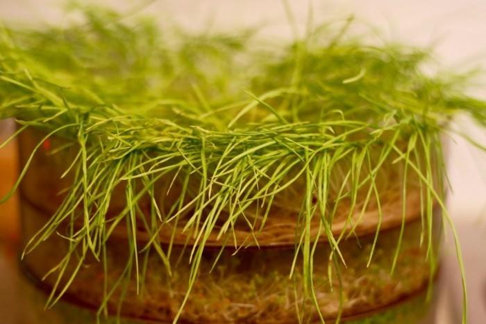 nasiona trawy pszenicznej sok z trawy pszenicznej smoothie nasiona kiełki kiełków