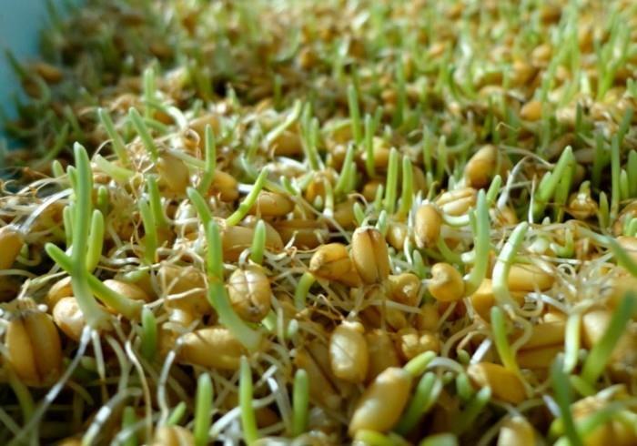 nasiona trawy pszenicznej sok z trawy pszenicznej smoothie nasiona kiełków