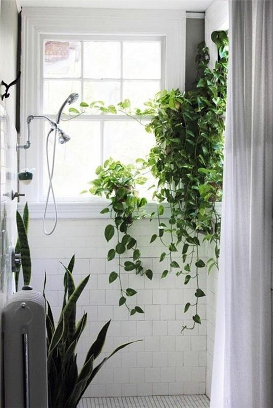 quelles plantes d'intérieur ont besoin de peu de lumière pour les plantes de salle de bain