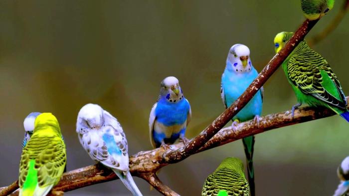 Papużki faliste na zewnątrz zwierzęta pielęgnują dziką przyrodę
