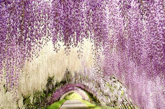 tour du monde japon asie kawachi fuji garden