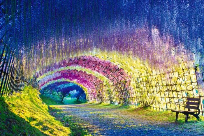 monde voyage japon destination de voyage kawachi fuji garden