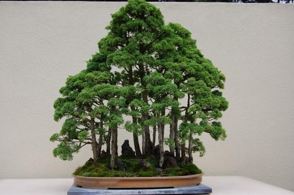jak leśne drzewko bonsai