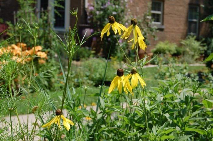 jak zaprojektować mój ogród żółta rudbekia rośliny ogrodowe jesienią?