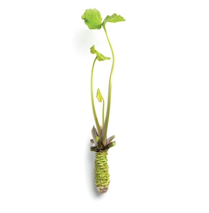à quoi ressemble la vraie plante de wasabi