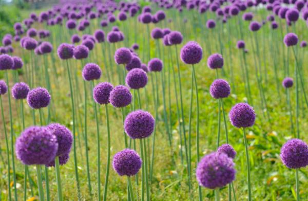 plante de prairie allium allium plantes