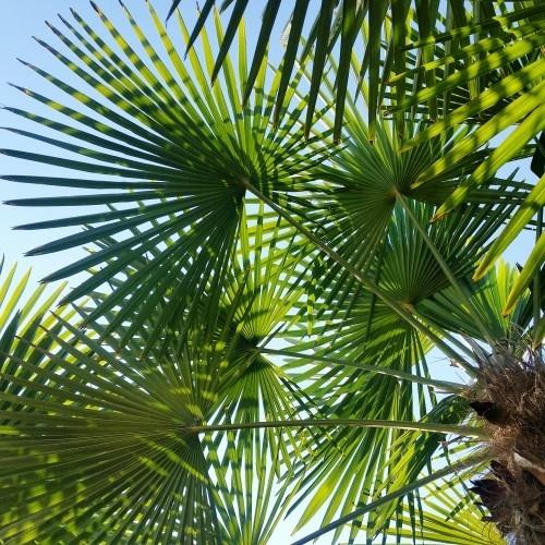 feuilles de palmier rustiques