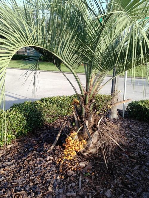 jardin de palmiers rustiques