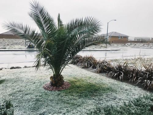 jardin de palmiers rustiques