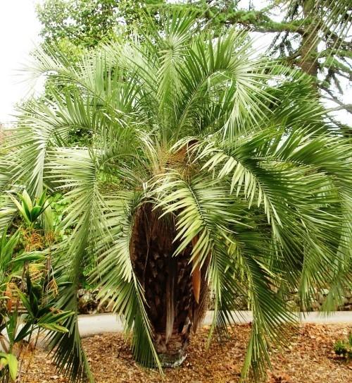 palmier gelée de palmier robuste