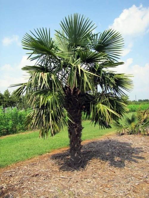 palmier rustique palmier chanvre