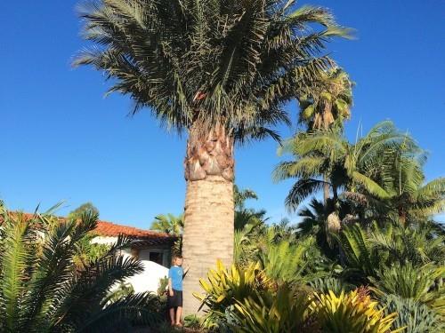 palmiers robustes énormes