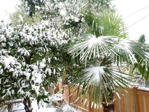 palmiers rustiques neige