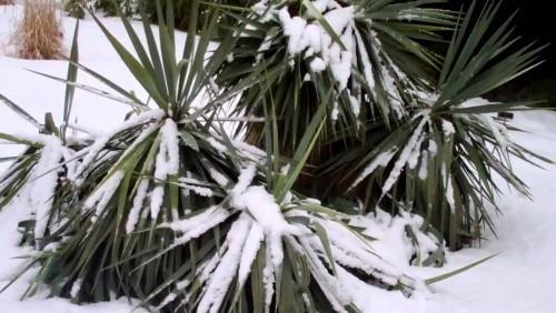 palmiers rustiques neige