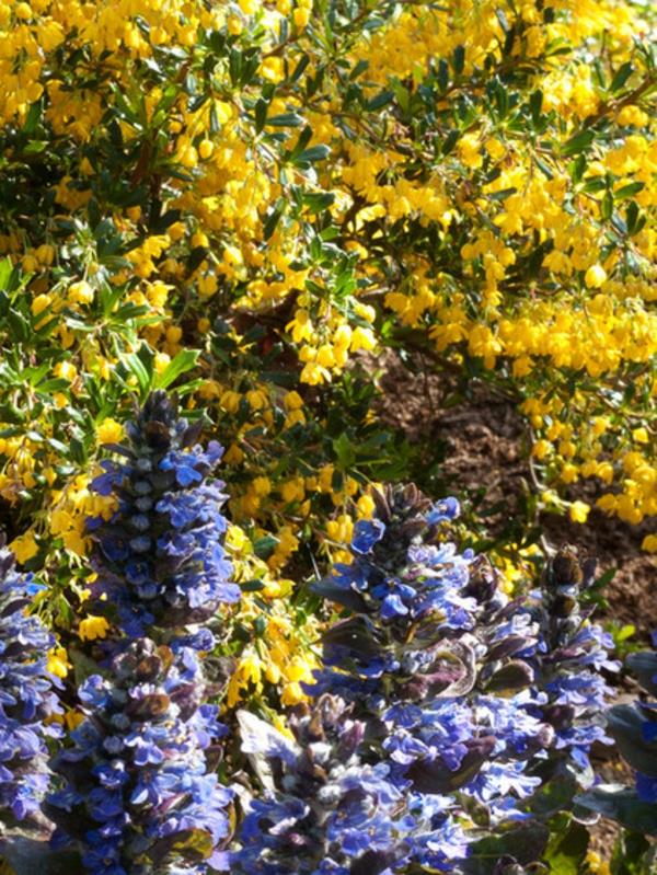 plantes de jardin rustiques günsel fleur bleue