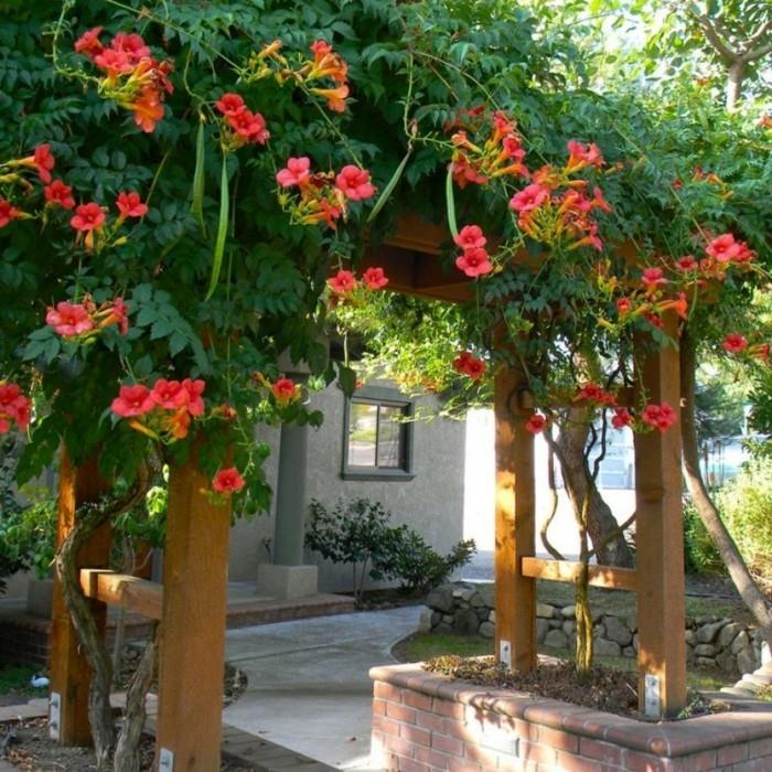 idées de maison conception de jardin pergola fleurs plantes grimpantes