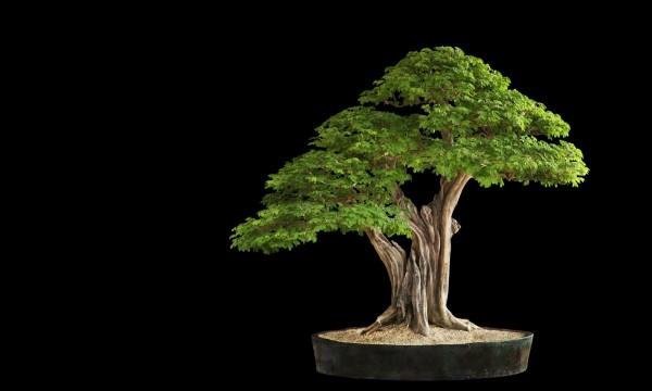 cudowne drzewo - drzewko bonsai