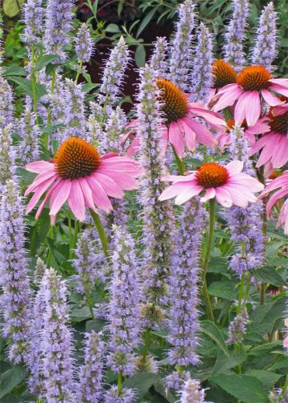 piękne letnie kwiaty roślina echinacea