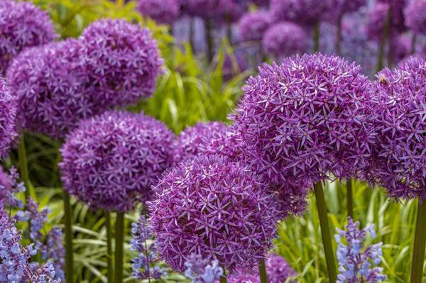 belles plantes d'oignon ornementales