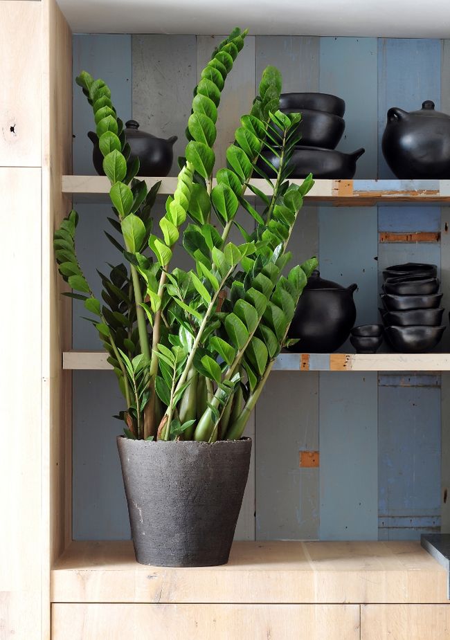 Zamioculcas passt perfekt in Ihr Interieur