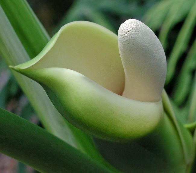 Die Zamiokulkas-Blüte ist ein extrem seltenes Phänomen