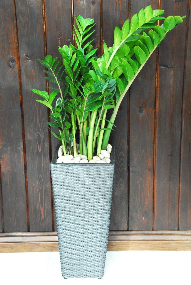 Zamioculcas ist zu einem ziemlich häufigen Gast im Raum geworden und ein Liebling der Phytodesigner.