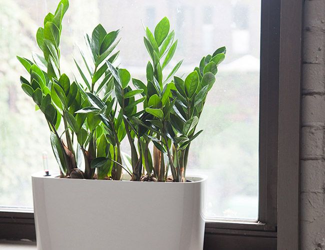 Zamioculcas passt sich allen Lichtverhältnissen gut genug an
