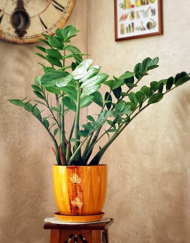 Zamioculcas ist eine sehr schöne und elegante Pflanze