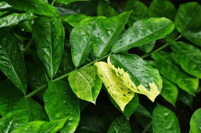 Zamioculcas