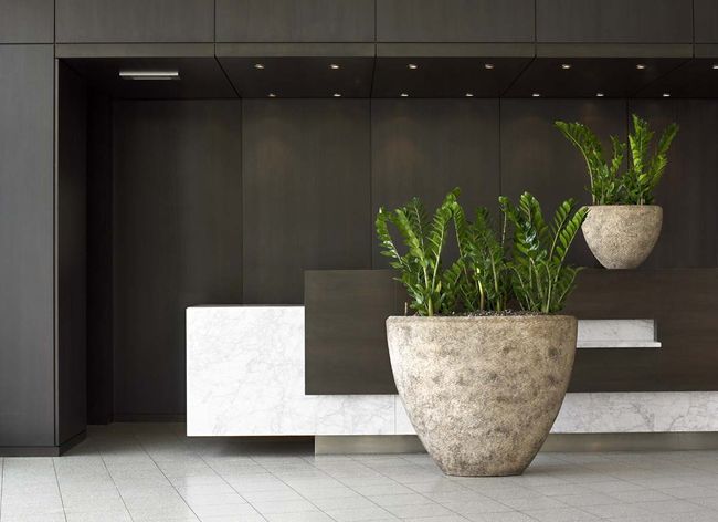 Zamioculcas fügt sich im modernen Stil perfekt in das Interieur ein