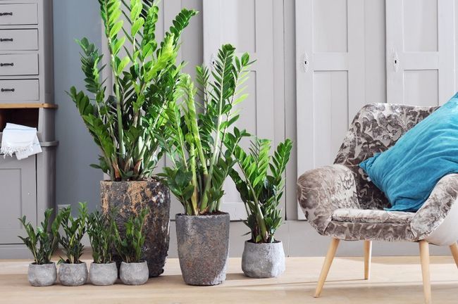 Zamioculcas - Strenge und Adel in einem