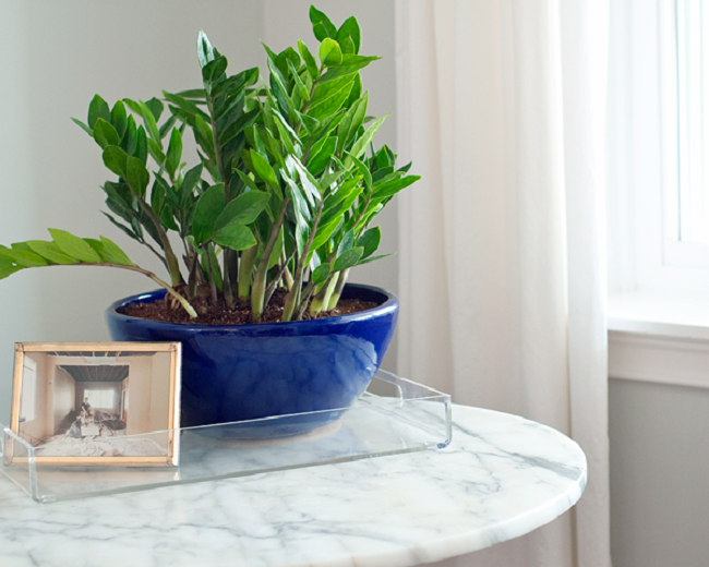 Zamioculcas wird immer beliebter