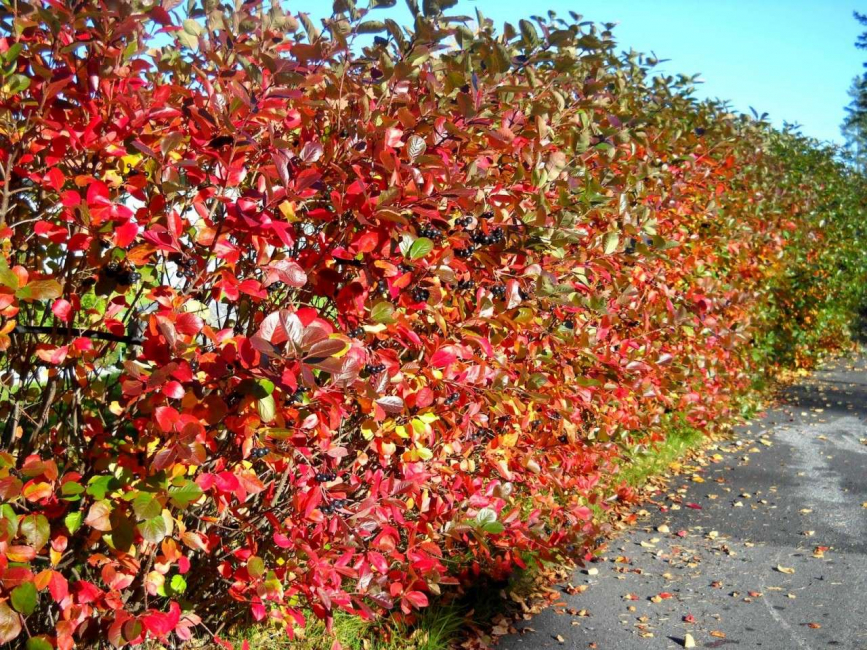 Spektakuläre Hecke auf Ihrer Seite
