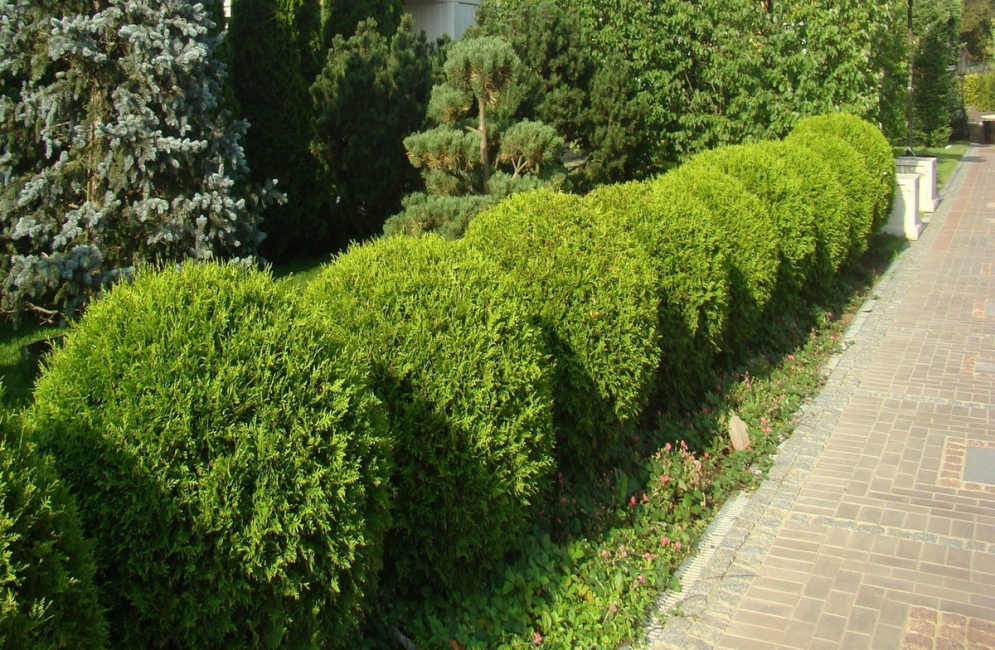 Die Auswahl an Pflanzen für die Hecke ist groß und vielfältig.