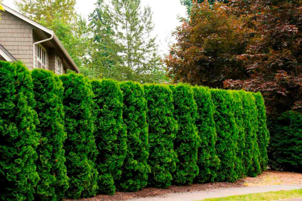 Thuja bevorzugt beleuchtete Orte. Es wird nicht empfohlen, die Pflanze auf Sandsteinen und in windigen Gebieten zu pflanzen.