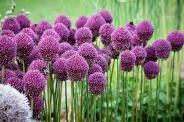 Plante allium allium