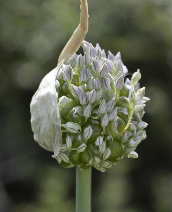 fleur blanche d'oignon ornemental