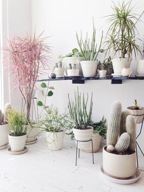 rośliny domowe kaktusy solidne rośliny domowe łatwe w pielęgnacji