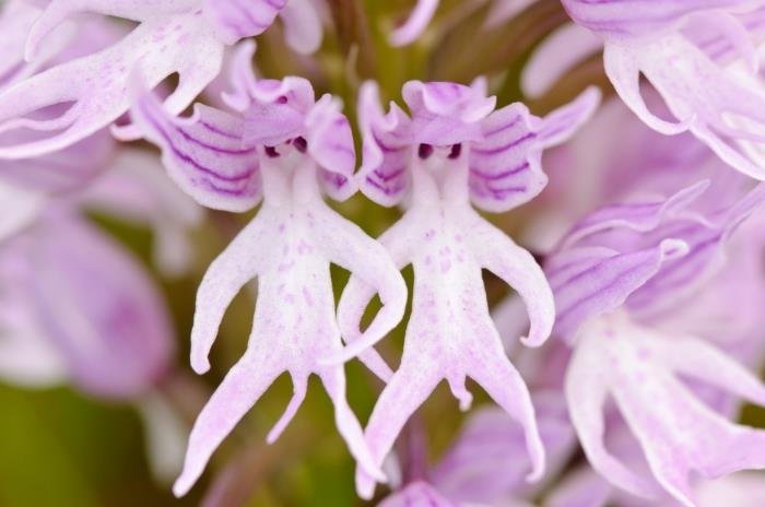 plantes d'intérieur orchidées inhabituelles décorent la maison