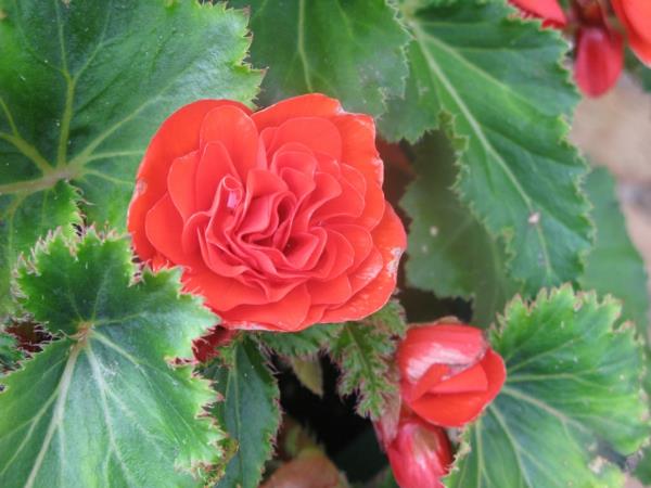 plantes d'intérieur les plus populaires en pot bégonia rouge